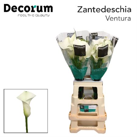 Zant Capt Ventura