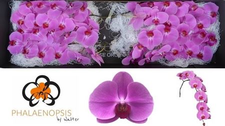 Phal Happy Valentina