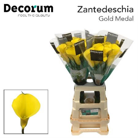 Zant Gold Medal