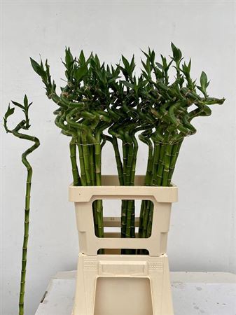 Drac S Lucky Bamboo