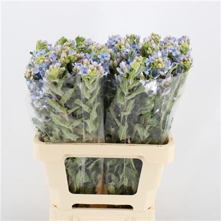 Oxypetal Tan Pur Blu