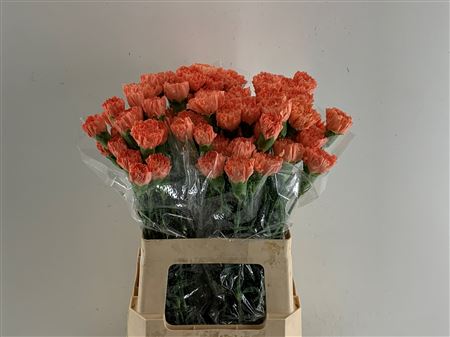 Di St Hermes Orange