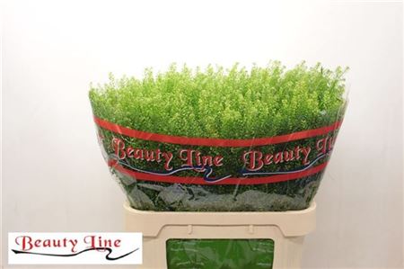 Lep Vi Green Dragon