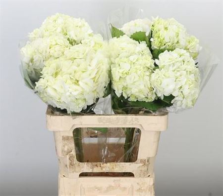 Hydrangea Premium Natural Shocking Blue