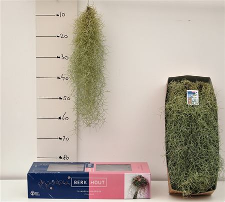 Till Usneoides