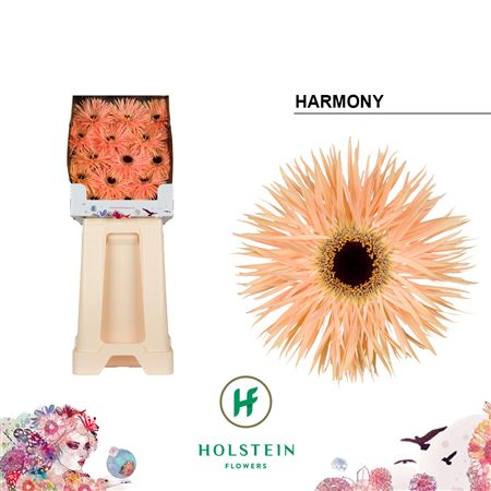 Ge Gs Gersp Harmony