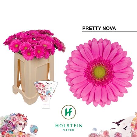 Ge Gr Pretty Nova